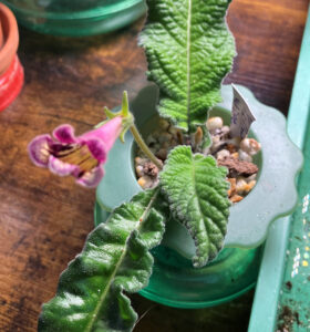 Freds Yellow Wine, Streptocarpus. Sept 1, 2025