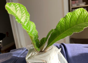 Gold  re-purchased and received Nov 27, 2025.  Leafed Jan 23, 2025.