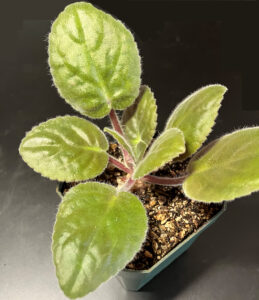 S House of Amani. Received Sept 5, 2025. Flowers removed to increase root and leaf development.
