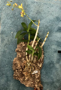 King Den Orchid wired onto bark, Sept 1 2025