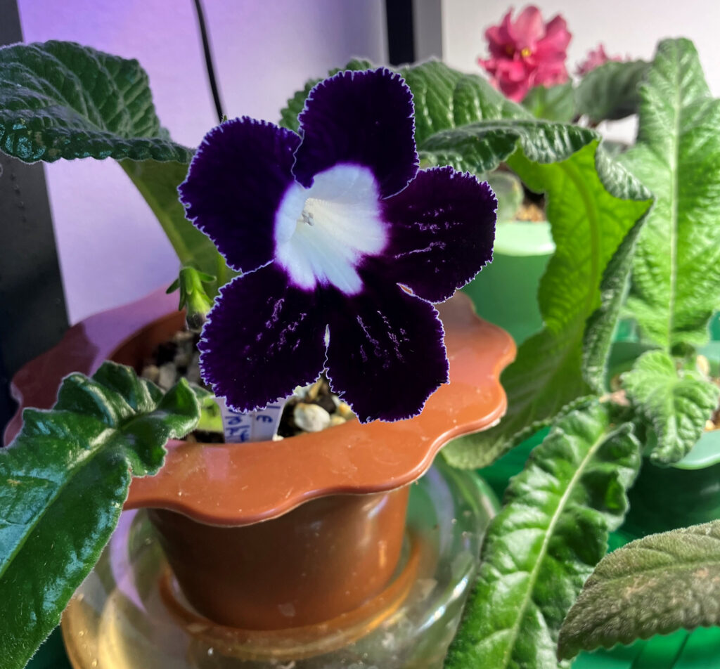 LE Violetta, Sept 6, 2025