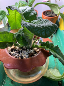 LE Violetta. Streptocarpus, Sept 1, 2025