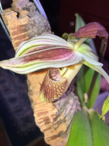 Lady Slipper Paphiopedilum