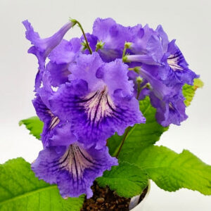 Laurzie purchased Nov 18 2025