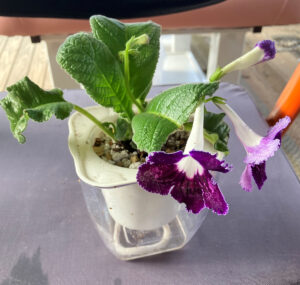 Le Viol Oct 11, 2025.