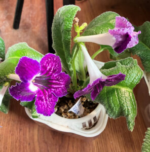 Le Violetta Oct 26, 2025