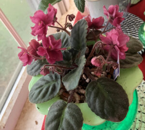  Mandan Dandy moved into 4-inch Dandy Pot, Aug 20, 2025.