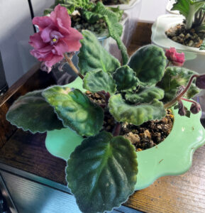 Mandan Dandy, Oct 19 2025