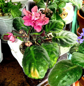 Mandan Dandy, repotted into 3-inch self watering pot, Oct 19 2025