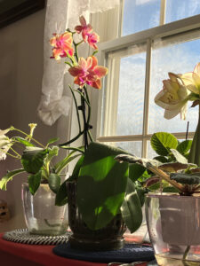 Phalaenopsis salmon speckled orchid. Received blooming Nov 21st, photo Jan 2, 2026. 