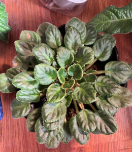  Rob's Pewter  Oct 26, 2025