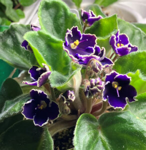 Purple with White edge from Etsy