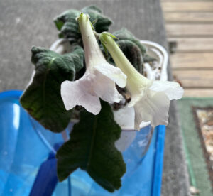 Snow Crystal Oct 15, 2025.