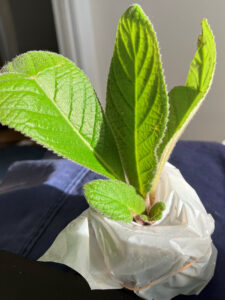 Bristol's Spring Clouds Nov 27, 2025.  Leafed June 19, 2025.
