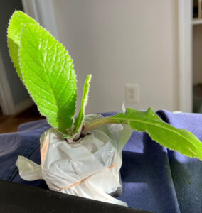 TSF Zhizel Nov 27, 2025.  Leafed June 25, 2025.