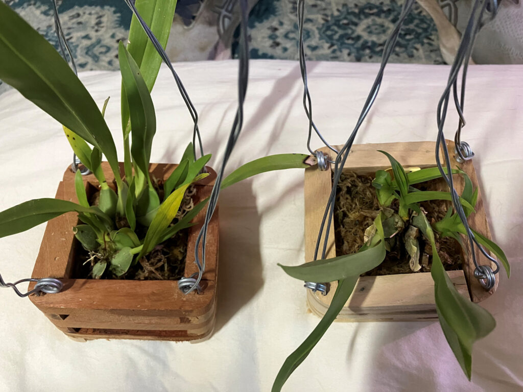 Yellow (left) and White (right) Oncidum. Four-inch open-wood orchid basket from Esty, Machiela. Repotted Sept 7, 2025.