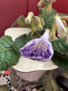 Bristol’s Frazzle Dazzle needs label Nov 9 2025