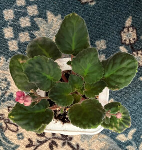 Mandan Dandy deflowered needs label Nov 9 2025