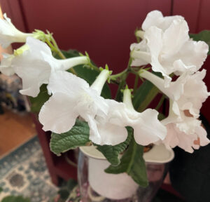 Snow Crystal Nov 9 2025