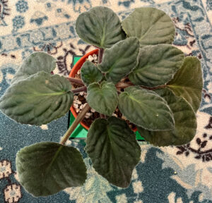 Toxic deflowered to rest Nov 9 2025