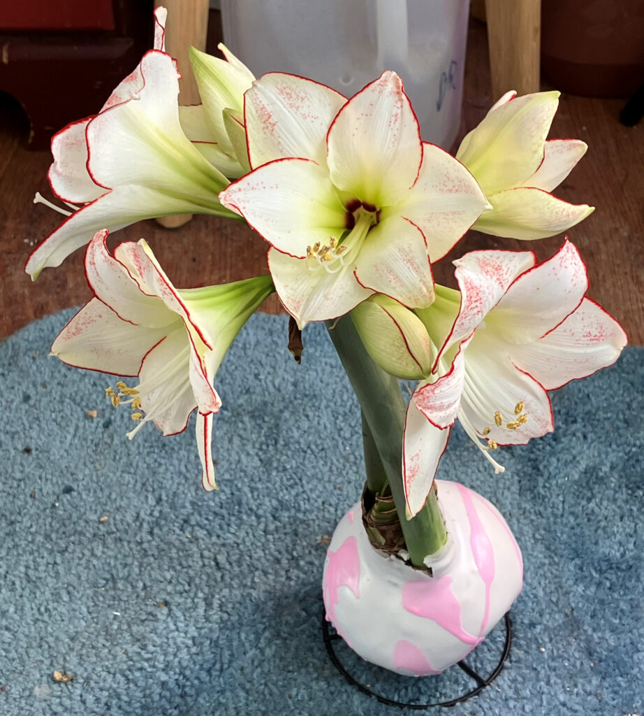 Amaryllis Picasso bulb size 32/34, purchased Amazon Dec 5, 2025. Photo Jan 3, 2026.