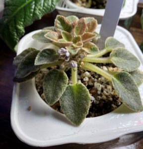 Cajun, Aug 25, 2025. Struggling.