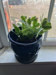 christmas cactus, Oct 26, 2025