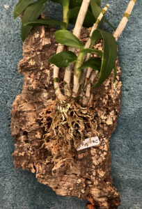 closeup King Den Orchid wired onto bark, Sept 1 2025