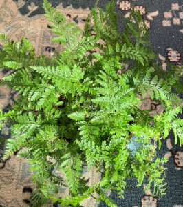 Rabbit fern Oct 26, 2025