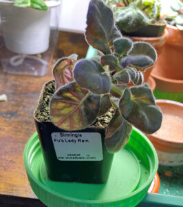 Fu's Lady Rain. ready for repotting. Oct 26, 2025