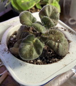 Fu's Lady Rain, repotted into self water pot. Oct 26, 2025