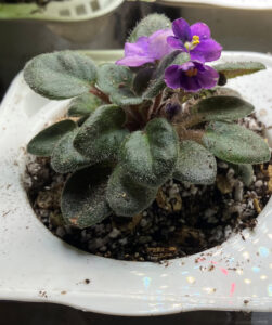 fuddy, repotted into self watering,  Oct 26, 2025