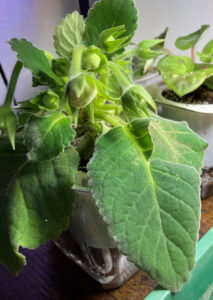 Gloxinia with lots of buds but so far buds have dried up without blooming. Potted is self watering pot. Oct 26, 2025