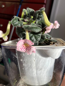 lady rain Dec 31 2025