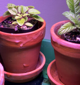 Mint Pink AV, Sept 1, 2025