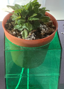 pink mint Oct 11, 2025.