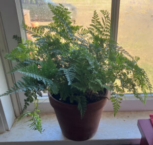 rabbit fern, Sept 1, 2025