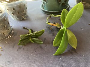 two Phalaenopsis about to be potted into 4-inch wood baskets. Sept 8, 2025.