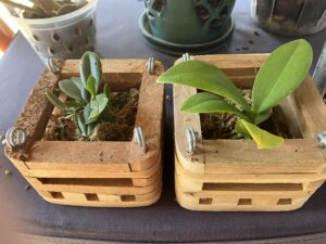 two Phalaenopsis in wood baskets, Sept 8, 2025.