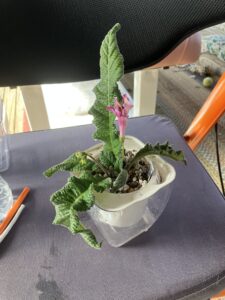 yellow wine Oct 11 2025