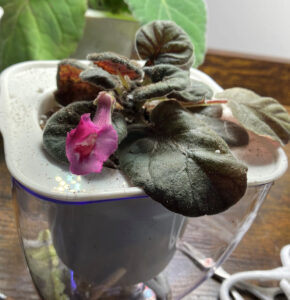 Pirate’s Devil Sweet. repotted into self watering pots. Oct 26, 2025