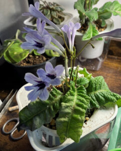 Fernwoods Silhouette, Oct 26, 2025