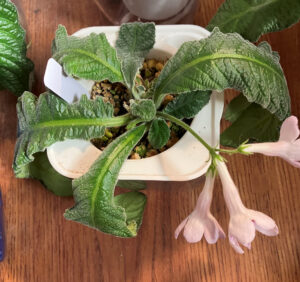 Indigo. not so happy.  Oct 26, 2025