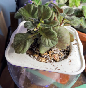 Lisa repotted into self watering pot.  Oct 26, 2025