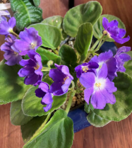 Ness Blueberry, Oct 26, 2025