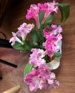 Peppermint.  Beautiful.  Oct 26, 2025