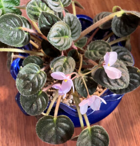 Punter 7, Oct 26, 2025