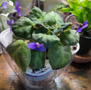 S House of Amani, repotted into self watering pot.  Oct 26, 2025