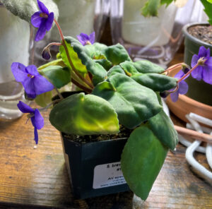 S Brevipilosa #10, leaves are limp. Oct 26, 2025