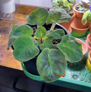 Purple w white border, 002 Oct 26, 2025